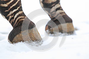 Mountain zebra detail