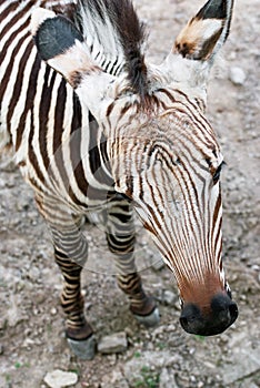 Mountain zebra (Equus zebra hartmannae)