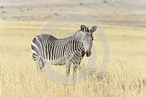 Mountain Zebra Equus zebra looking at camera