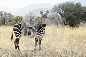 Mountain Zebra Equus zebra looking at camera