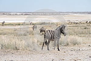 Mountain zebra in Etosha