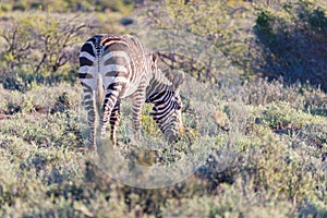 Mountain Zebra grazing in the bush. Wildlife Safari in the Karoo National Park, travel destination in South Africa.