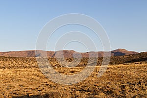 Mountain Zebra National Park, South Africa: Antodorcas marsupialis, the springbok grazing on a high plateau