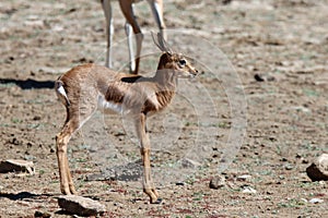 Mountain Zebra National Park, South Africa: baby Springbok