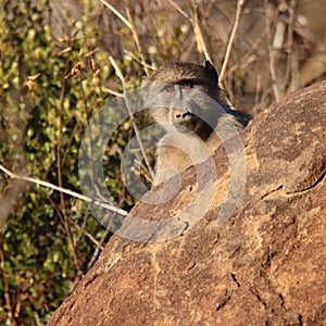 Mountain Zebra National Park, South Africa: chacma baboon