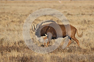 Mountain Zebra National Park, South Africa: Connochaetes gnou the Black wildebeest