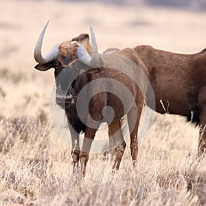 Mountain Zebra National Park, South Africa: Connochaetes gnou the Black wildebeest