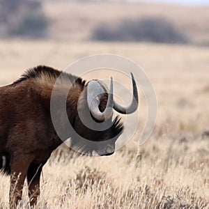 Mountain Zebra National Park, South Africa: Connochaetes gnou the Black wildebeest