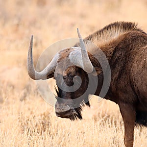 Mountain Zebra National Park, South Africa: Connochaetes gnou the Black wildebeest
