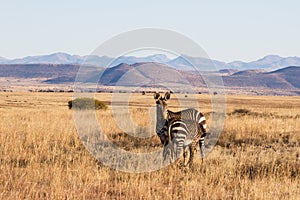 The Mountain Zebra National Park, South Africa: foal drinking