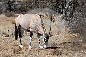 Mountain Zebra National Park, South Africa: Gemsbok