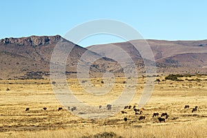 Mountain Zebra National Park, South Africa:  a general view of the scenery giving an idea of the topography and veld type photo