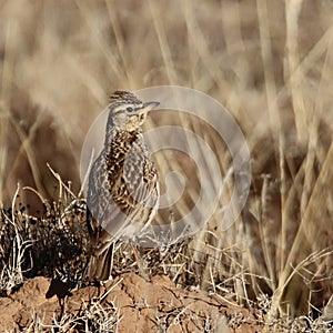 Mountain Zebra National Park, South Africa: Large-billed lark