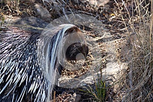 Mountain Zebra National Park, South Africa: porcupine