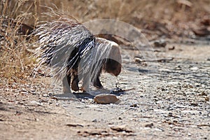 Mountain Zebra National Park, South Africa: porcupine