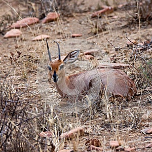 Mountain Zebra National Park, South Africa: Steenbok