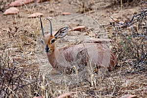 Mountain Zebra National Park, South Africa: Steenbok