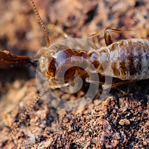 Mountain Zebra National Park, South Africa: Termites at nest
