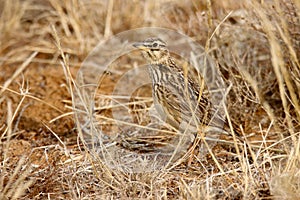 Mountain Zebra National Park, South Africa: Thick-billed lark