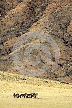 Mountain zebras in the desert of Namibia