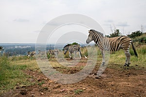 Mountain zebras (Equus zebra)