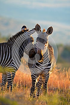 Mountain Zebras in the Great Karoo of South Africa
