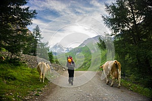 Mountaineer walking alongside cows on his way to climb Grossglockner