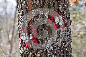 A mountaineering mark drawn on a tree