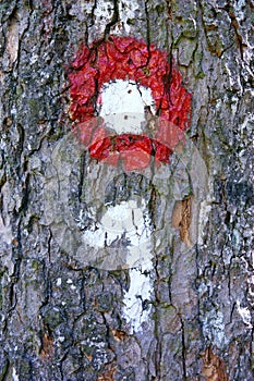 A mountaineering mark on tree bark