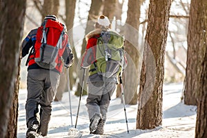 Mountaineers mountaineering in forest, back view