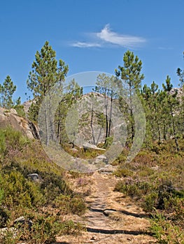 Mountainhiking treel in the Portuguese countryside