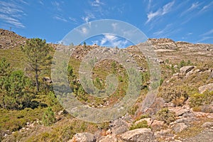 Mountainlandscape with rocks and pine treesl in the Portuguese countryside