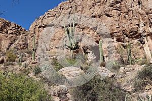 A mountainous, desert landscape with Prickly Pear Cactus, Saguaro Cacti and scrub brush in Superior, Arizona photo