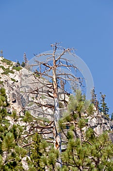 Mountainous forest landscape