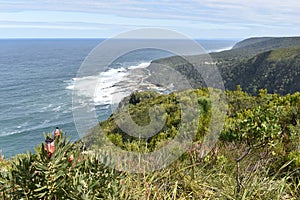 Mountainous Landscape with the beautiful beach and pink King Proteas in front at Tsitsikamma National Park in South Africa