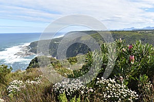 Mountainous Landscape with the beautiful beach and pink King Proteas in front at Tsitsikamma National Park in South Africa