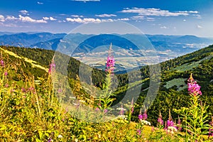Mountainous landscape with a fireweed flowers in the foreground