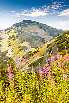 Mountainous landscape with fireweed flowers