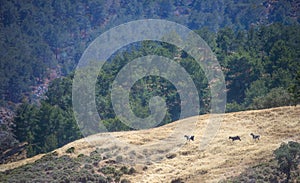 Mountainous landscape with free roaming domestic goats in Cyprus