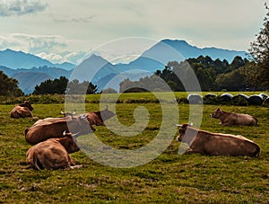 Mountainous landscape with grazing cows