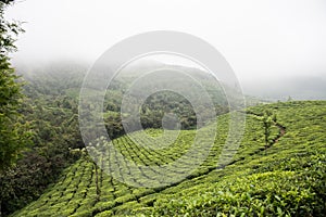 Mountainous Landscape in Kerala