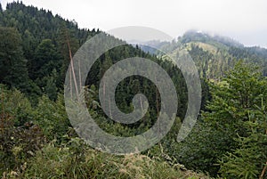 Mountainous mixed forest