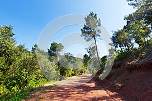 Mountainous road and pine trees. Montseny