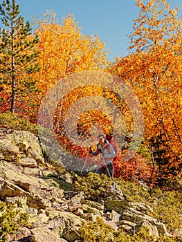 Mountains and autumnal forest in Europe. Hiker woman with bright yellow trees