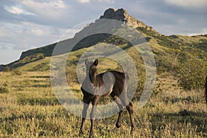 Mountains in the background