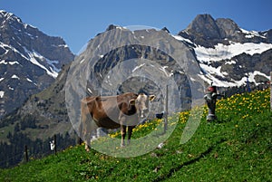 Una vaca en montanas en durante primavera 