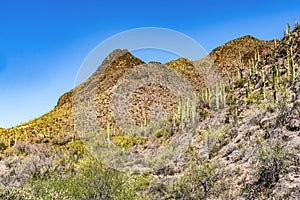 Mountains Cactus Sonoran Desert Saguaro National Park Tucson Arizona