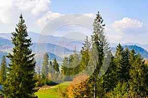 Mountains Carpathians, autumn coniferous forest and bright sun