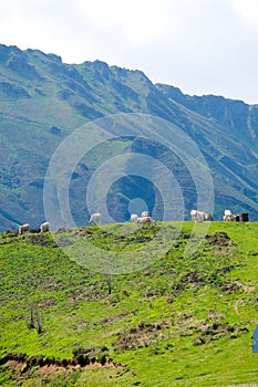 Mountains and cattle