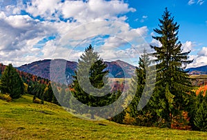 Mountains with colorful foliage in conifer forest